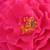 Roza - Vrtnice Floribunda - Souvenir d'Edouard Maubert